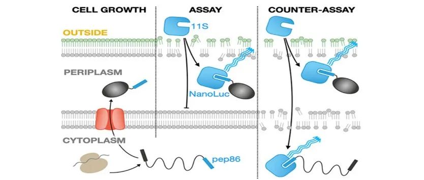 阅读 ACS Biochemistry | 基于全细胞荧光筛选细菌分泌系统抑制剂