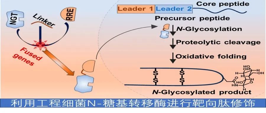 ACS Catal.|利用工程细菌N-糖基转移酶进行靶向肽修饰