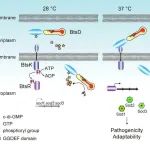 PLoS Pathogens | 中国科学院微生物研究所钱韦团队发现细菌感知宿主体温激活毒力的新机制