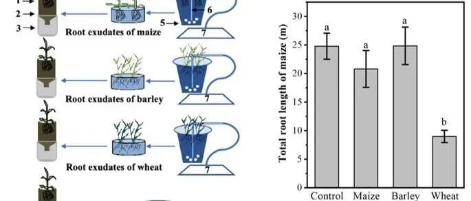 【课题组进展】Plant and Soil: 根系分泌物驱动玉米根系对相邻小麦根系的躲避响应