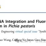 连佳长团队Chem & Bio Engineering|CRISPR介导的rDNA整合与荧光筛选的毕赤酵母多拷贝整合和途径优化