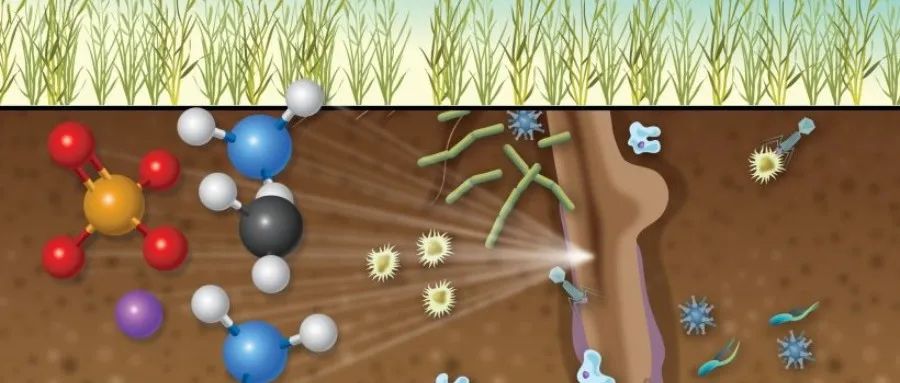 Science | 植物防御策略升级！研究揭示植物如何“远程报警”，精准应对不同威胁