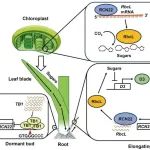 文献解读｜中国农业科学院作科所揭示水稻分蘖调控基因RCN22调控分蘖芽伸长的分子机制