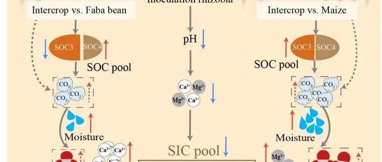 【课题组进展】STR：作物多样化种植缓解豆科接种根瘤菌引起的土壤无机碳下降，提高土壤碳固存
