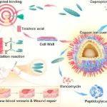 ACS Nano：原位释放抗生素的针状纳米酶可靶向诱导铜死亡样死亡以消除耐药细菌