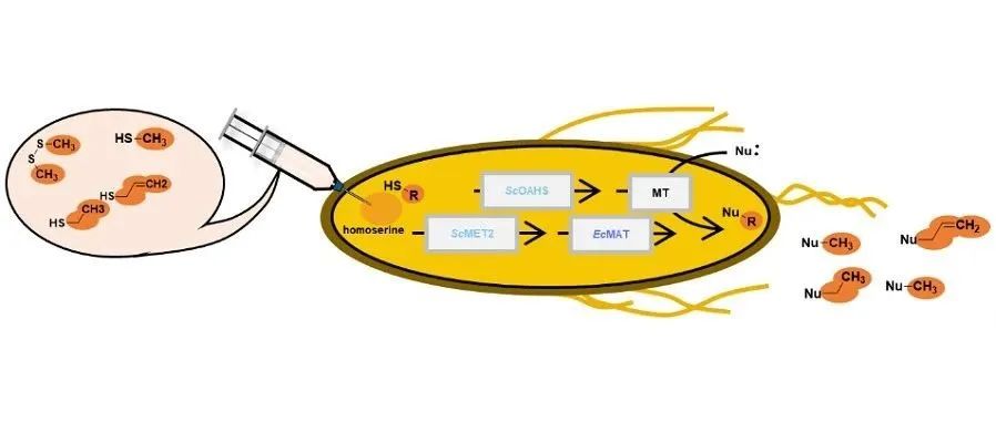 阅读 Angew | 通过引入酿酒酵母直接硫化途径在大肠杆菌体内实现烷基化