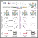 Cell子刊 | 清华大学肖百龙/北京大学欧阳昆富合作揭示了调控Piezo1机械敏感性和体内机械转导功能的关键磷酸化位点