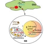 eLife｜东南大学王苏教授团队在神经干细胞领域取得新成果