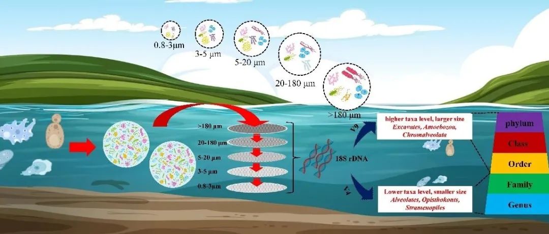 STOTEN | 厦门大学严重玲教授研究团队：18S rRNA基因V4和V9高可变区在鉴别河水不同粒径微生物上的表现差异