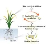 天津理工大学端正花团队JHM｜聚乳酸微塑料表面负载的生物膜特征及其对水稻的生长抑制作用：与石油基微塑料的对比研究