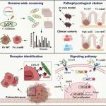 Nat Microbiol | 上海交通大学房静远教授在具核梭杆菌重要黏附素促进结直肠癌发生研究方面取得进展