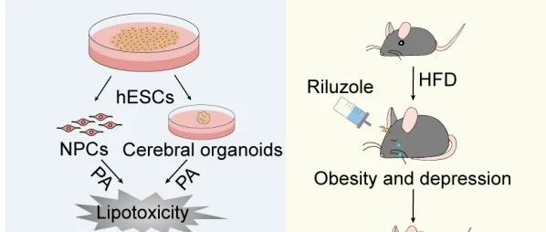 Adv Sci | 同济大学李维达/张振宁团队利用干细胞神经分化和脑类器官研究肥胖和抑郁恶性循环的发病机制
