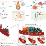 Biomaterials：可改善肿瘤微环境的自适应纳米颗粒能够实现光热-光动力切换以用于癌症光学治疗