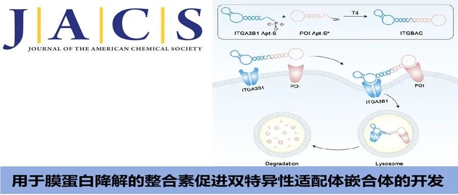 JACS|用于膜蛋白降解的整合素促进双特异性适配体嵌合体的开发