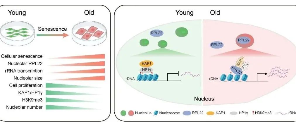 【科技前沿】NAR｜卫涛涛研究组与合作者共同揭示核糖体蛋白RPL22驱动人干细胞衰老的分子机制