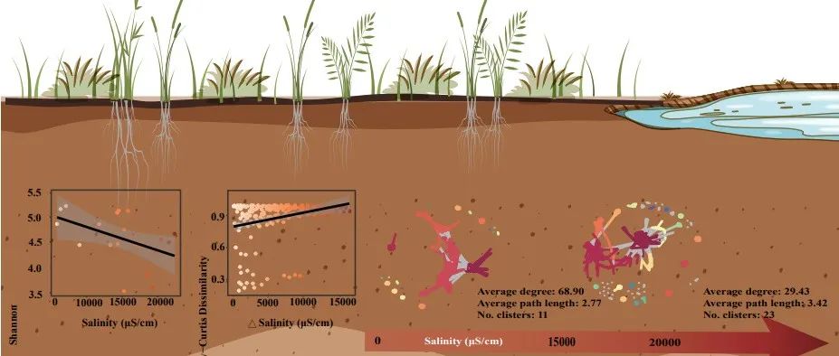 STOTEN | 中国科学院新疆生态与地理研究所曾凡江研究团队发文揭示土壤细菌群落沿自然盐梯度的响应机制