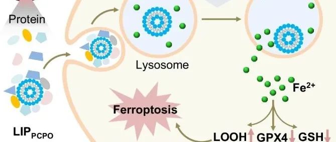 【Nat. Commun.】激活铁死亡驱动轴的合成载体