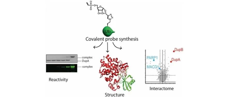 文献分享 | J. Am. Chem. Soc.：共价探针捕获嗜肺军团菌Dup效应酶