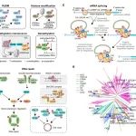 南方科技大学最新Nature Plants！