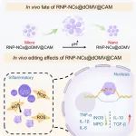 沈阳药科大学ACS Nano：口服微纳米基因组编辑系统可靶向递送和激活CRISPR-Cas9以用于炎症性肠病的基因治疗