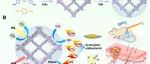 Biomacromolecules | 基于卟啉的铁共价有机框架的环境合成用于感染皮肤伤口的有效愈合