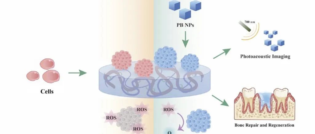 ACS Nano: 普鲁士蓝纳米杂化多细胞球用于抗氧化骨再生/光声断层扫描