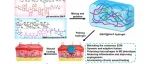 Science Advances：细胞外基质仿生型免疫调节水凝胶用于治疗MRSA感染的慢性伤口