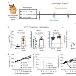 npj Vaccines| 武汉大学赵海艳团队开发新型高致病性尼帕病毒纳米颗粒疫苗