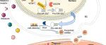 bioactive materials | 中南大学袁凌青团队研究揭示褪黑素对于血管钙化及衰老的保护机制