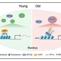 Nucleic Acids Res | 中科院刘光慧及合作者共同揭示核糖体蛋白RPL22驱动人干细胞衰老的分子机制