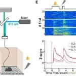 Neuron | 北京脑科学与类脑研究所罗敏敏团队首次发现大脑中放大厌恶反应的神经环路和调控机制