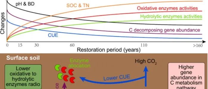 长期植被演替下土壤有机质矿化的新视角