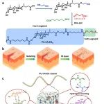 北师大（珠海）朱晓夏、贾永光团队 AFM：生物来源的类皮肤状形状记忆纤维用于智能缝合线