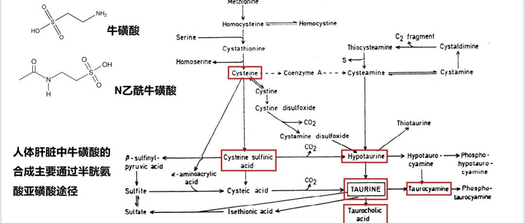 Nature | PTER是一种能调节进食和肥胖的N-乙酰牛磺酸水解酶