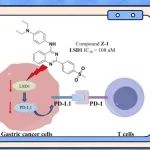 郑州大学代兴杰/陈小兵/王博/王树武J. Med. Chem.：激活胃癌免疫反应的2-芳基-4-胺基喹唑啉类LSD1抑制剂发现