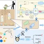 扬州大学王志强团队JHM：广泛使用的农药对多重耐药质粒接合转移影响的研究