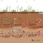 中国科学院新疆生态与地理研究所曾凡江研究团队发文揭示土壤细菌群落沿自然盐梯度的响应机制！