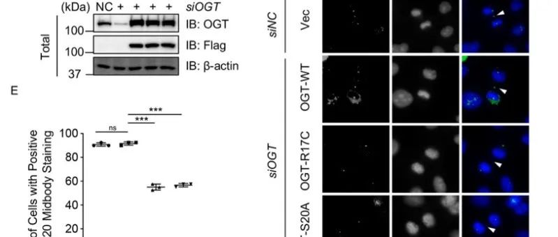 【科技前沿】JCB｜首都师范大学的李静教授和云南大学的孙建伟教授共同揭示了糖基转移酶OGT是14-3-3ε的客户蛋白