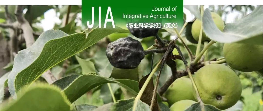 JIA封面文章｜南京农业大学胡白石团队首次报道梨树腐烂病菌代谢产物和菌丝生长提高梨火疫病菌致病性