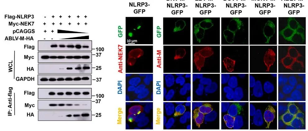 Cell Rep丨华中农业大学赵凌团队揭示丽莎病毒属M蛋白抑制NLRP3炎症小体活化的机制
