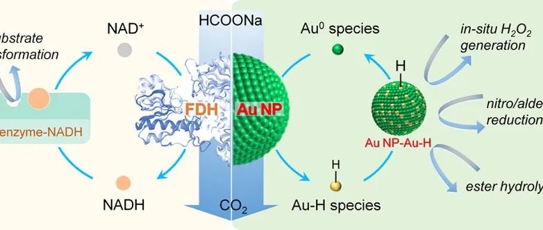 ACS Nano | 金纳米结合酶中具有多种助催化功能的自生成辅基