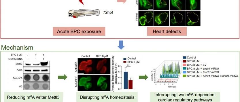 浙江大学许志宏团队ES&T：双酚C通过破坏m6A稳态诱导心脏发育缺陷
