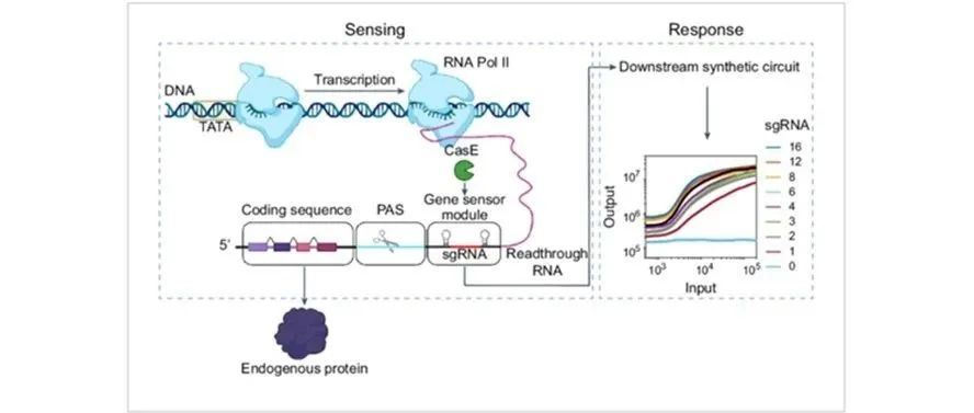 文献分享 | Nat. Chem. Biol.: 无需改变内源编码序列即可定制基因感应和响应