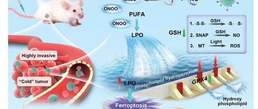 【Small】通过使用过氧亚硝酸盐发生器调节细胞脂质过氧化来诱导铁死亡通路以逆转“冷”肿瘤