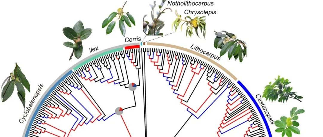 JIPB | 中国科学院昆明植物研究所伊廷双团队利用多证据揭示壳斗科栎属及其近缘属分化早期存在广泛基因流