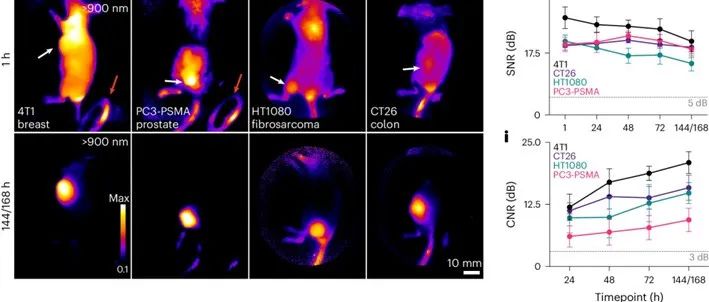 Nat. Biomed. Eng.┃一种通过短波和近红外荧光成像进行实体瘤筛查、切除和伤口监测的新型泛癌染料