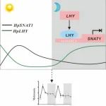 Sci Adv | 陕西师范大学王喆之/周文团队解析植物内源褪黑素昼夜调控机制
