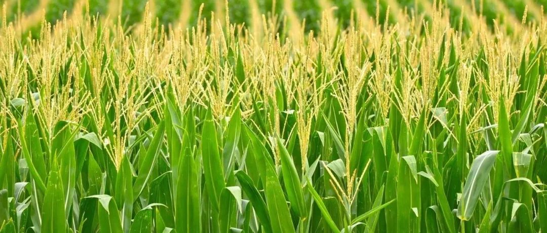 中国农业大学植物保护学院博士以第一作者在Cell旗下期刊（IF=17.1）发表玉米广谱抗病分子机制方面的研究成果