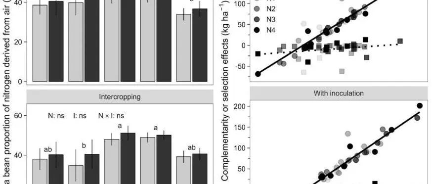 【课题组进展】Plant and Soil：蚕豆/玉米间作接种根瘤菌体系中氮素利用的互补效应