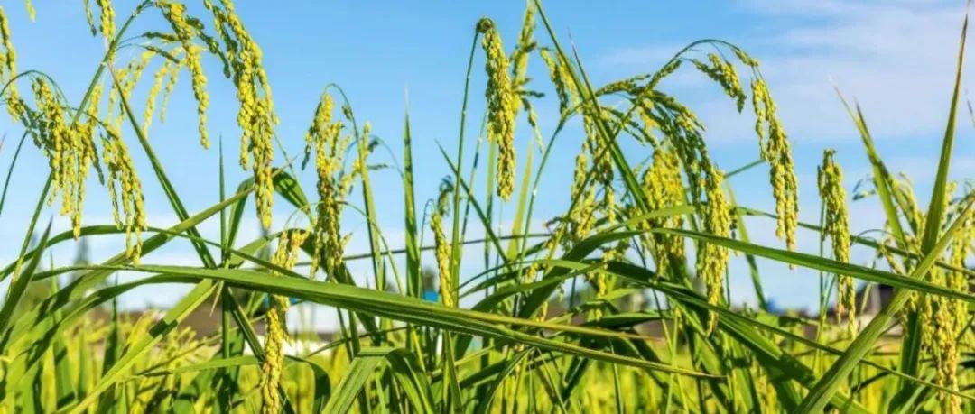 植物发基因组文章的最佳时机是十年前，其次是现在